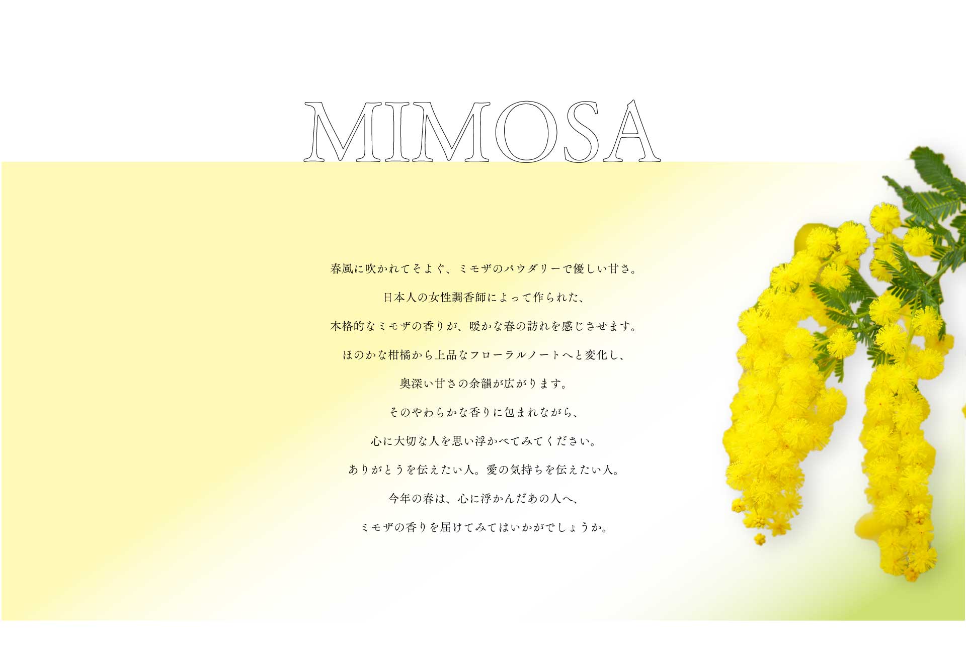 mimosa