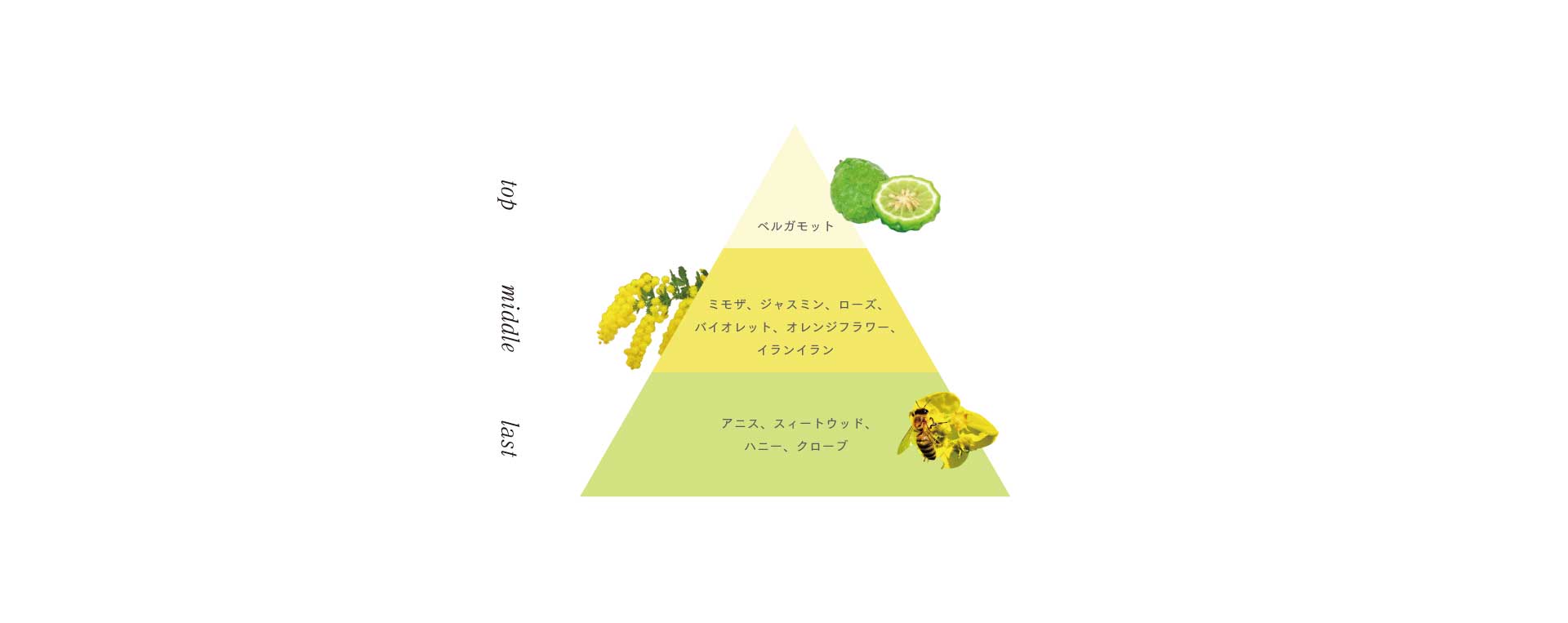 mimosa