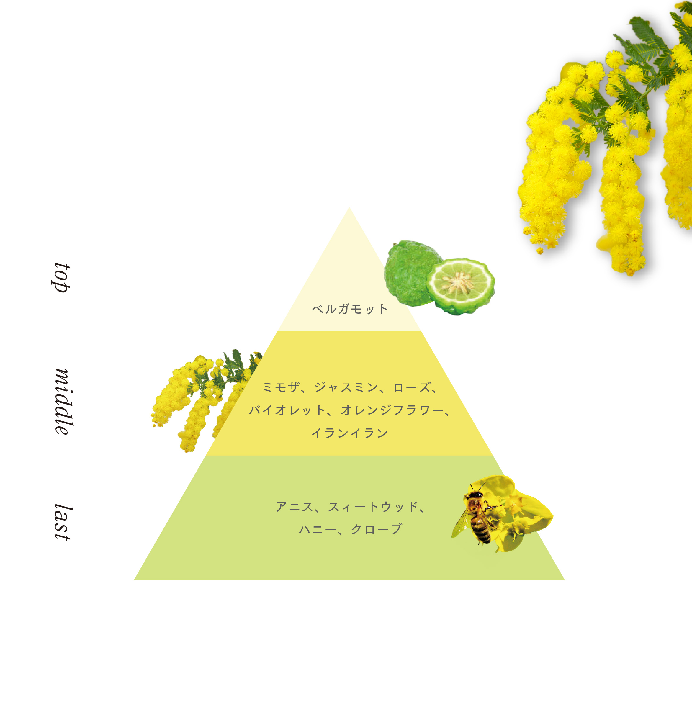 mimosa